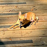 Nahla joined the competition — help win amazing prizes! dog, chihuahua, small_dog, tan_fur, pet, animal, outdoor, wooden_deck, sunlight, fallen_leaves, collar, lying_down, relaxed, alert, large_ears, short_hair, brown_fur, portrait, photography, domestic_animal