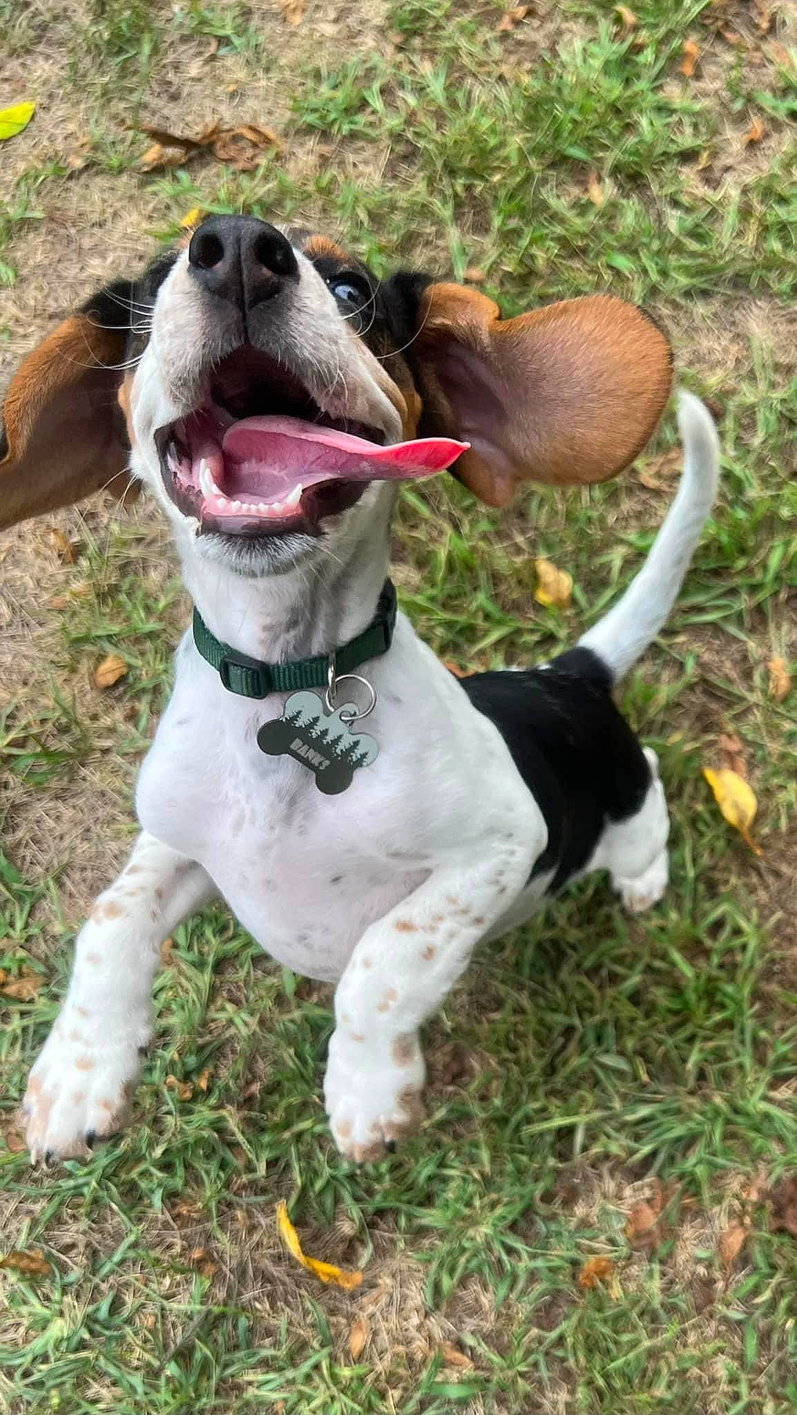 Banks is registered to the contest to win money with this photo: canidae, carnivore, collar, companion_dog, dog, dog_breed, dog_collar, dog_supply, fawn, grass, gun_dog, leash, liver, mammal, non_sporting_group, pet_supply, snout, sporting_group, whiskers, working_animal