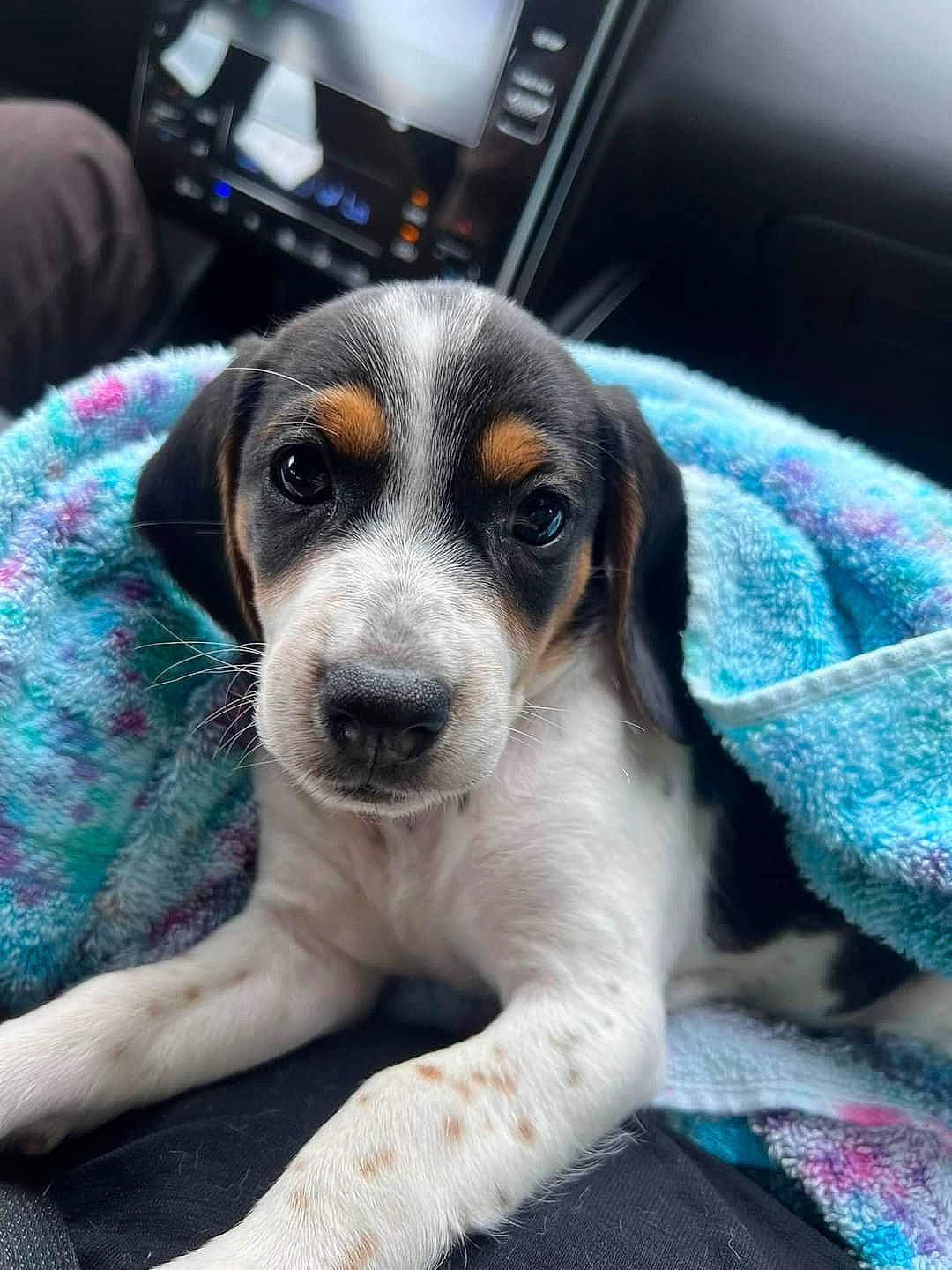 Banks joined the competition — help win amazing prizes! canidae, carnivore, companion_dog, dog, dog_breed, scent_hound, whiskers, window