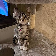 Luna is registered to the contest to win money with this photo: cat, kitten, tabby, pet, animal, collar, bell, fur, whiskers, ears, eyes, paws, cat_tree, plush, indoor, cute, curious, gray, sitting, feline