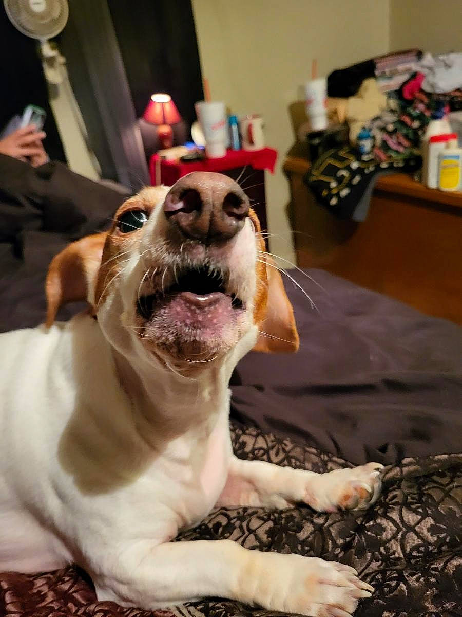 Sammy joined the competition — help win amazing prizes! carnivore, collar, companion_dog, dog, dog_breed, dog_collar, dog_supply, event, eyewear, fang, fawn, fur, leash, smile, snout, sporting_group, vision_care, whiskers, working_animal, yawn