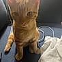 Raya is registered to the contest to win money with this photo: cat, orange_tabby, pet, indoor, couch, blanket, cord, feline, whiskers, ears, tail, paw, domestic_animal, fur, sitting, curious, home, soft_light, fabric, relaxed