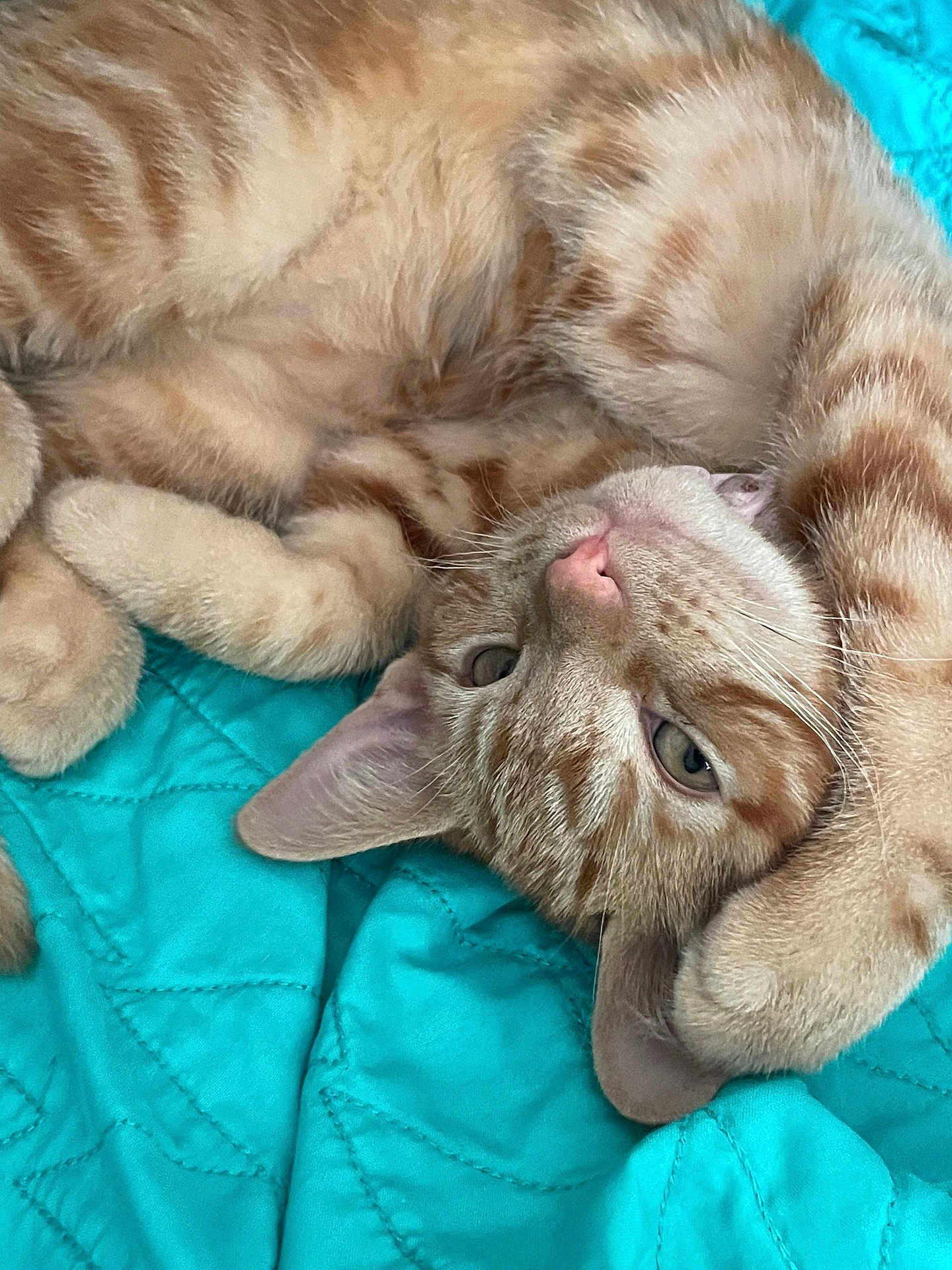 Raya is registered to the contest to win money with this photo: cat, orange_tabby, pet, animal, feline, cute, relaxed, lying_down, upside_down, paws, fur, whiskers, ears, bed, quilt, turquoise, cozy, indoor, close_up, sleepy
