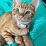 Raya joined the competition — help win amazing prizes! cat, kitten, ginger_cat, pet, feline, collar, indoor, close_up, cute, animal, whiskers, paws, fur, relaxed, bed, quilt, turquoise, domestic_animal, young, portrait