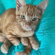 Raya joined the competition — help win amazing prizes! kitten, cat, orange_tabby, pet, animal, fur, whiskers, ears, collar, bedspread, turquoise, quilt, cute, domestic_cat, feline, young, resting, small, playful, indoor