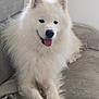 V'Agryd a rejoint le concours — aidez-le/la à gagner de superbes lots ! blanket, chew_bone, closeup, companion, couch, cozy, dog, fluffy, fur, happy, home, indoor, paws, pet, portrait, samoyed, sitting, smiling, tongue_out, white_dog