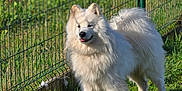 V'Agryd participe au concours pour gagner de l'argent avec cette photo : dog, fence, fluffy, grass, greenery, happy, lawn, metal_fence, outdoor, park, pet, play, portrait, rope_toy, samoyed, shadow, standing, sunlight, tongue_out, white_fur
