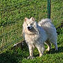 dog, fence, fluffy, grass, greenery, happy, lawn, metal_fence, outdoor, park, pet, play, portrait, rope_toy, samoyed, shadow, standing, sunlight, tongue_out, white_fur