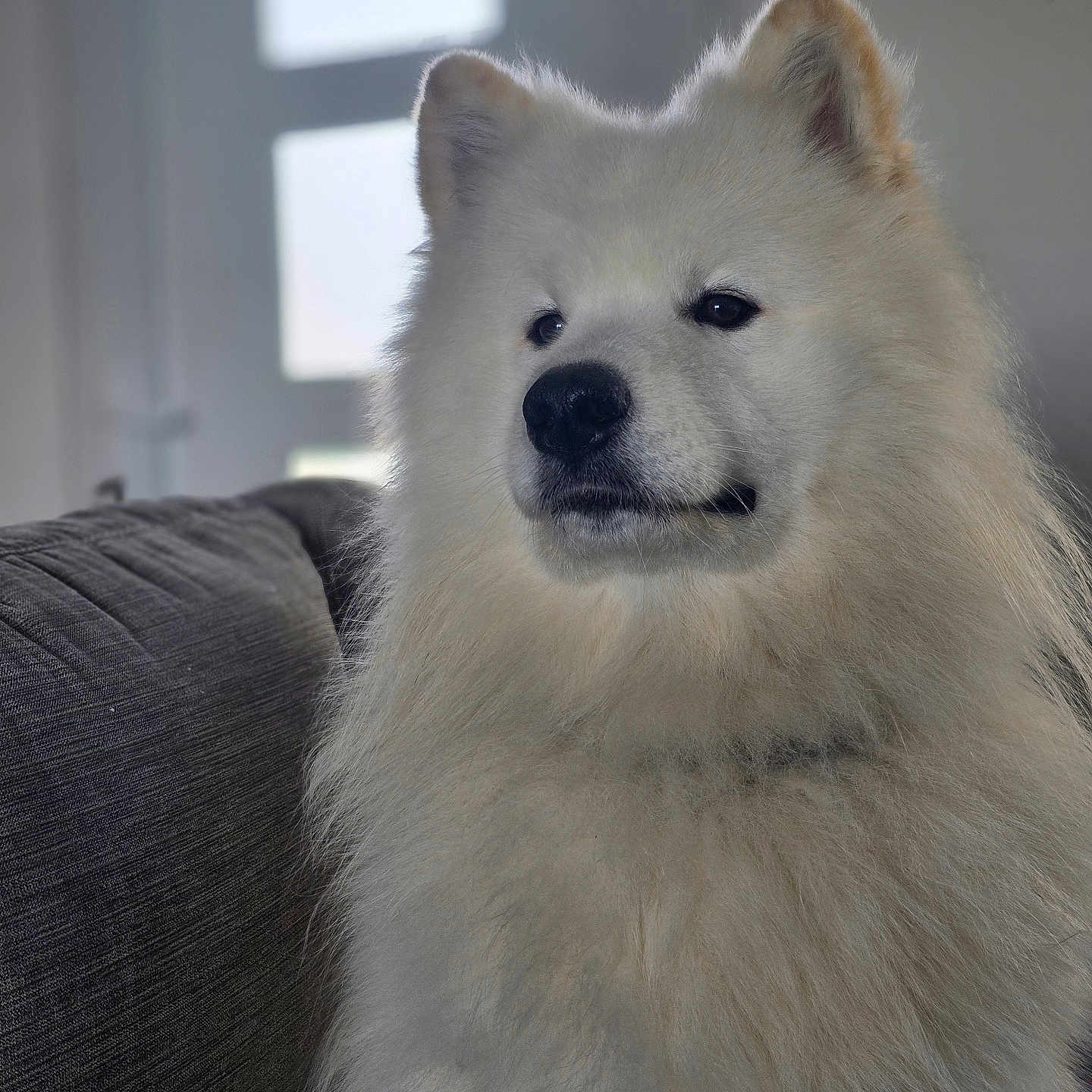 V'Agryd a rejoint le concours — aidez-le/la à gagner de superbes lots ! closeup, couch, cozy, cute, dog, ears, expression, fluffy, fur, indoor, living_room, muzzle, nose, pet, portrait, samoyed, sitting, sofa, white_dog, window