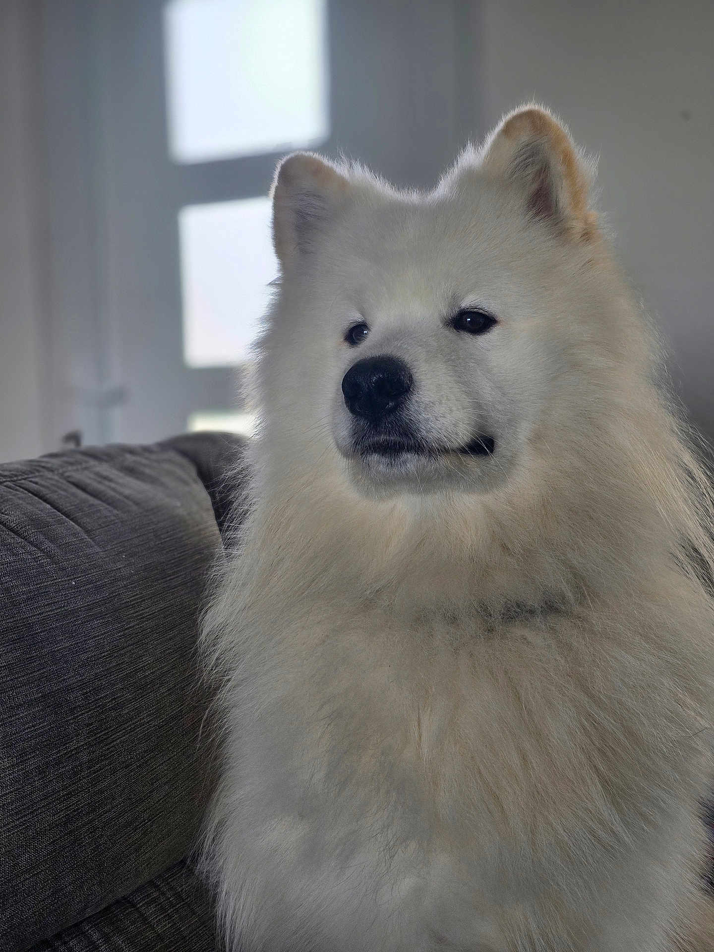 V'Agryd a rejoint le concours — aidez-le/la à gagner de superbes lots ! closeup, couch, cozy, cute, dog, ears, expression, fluffy, fur, indoor, living_room, muzzle, nose, pet, portrait, samoyed, sitting, sofa, white_dog, window