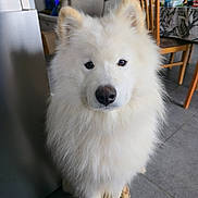 V'Agryd a rejoint le concours — aidez-le/la à gagner de superbes lots ! appliance, canine, chair, close_up, cute, dog, eyes, fluffy, fur, indoors, kitchen, nose, pet, portrait, refrigerator, samoyed, table, tile_floor, waiting, white_fur
