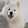 V'Agryd a rejoint le concours — aidez-le/la à gagner de superbes lots ! close_up, companion, couch, dog, domestic_animal, ears, eyes, fluffy, fur_texture, happy, indoor, looking_at_camera, muzzle, nose, pet, portrait, samoyed, sitting, tongue_out, white_fur