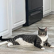 Zeke is registered to the contest to win money with this photo: cat, tabby, indoor, floor, kitchen, appliance, cabinet, tile_floor, carpet, pet, animal, feline, relaxed, lying_down, white_paws, green_eyes, striped, domestic_cat, home, curious