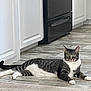 cat, tabby, indoor, floor, kitchen, appliance, cabinet, tile_floor, carpet, pet, animal, feline, relaxed, lying_down, white_paws, green_eyes, striped, domestic_cat, home, curious