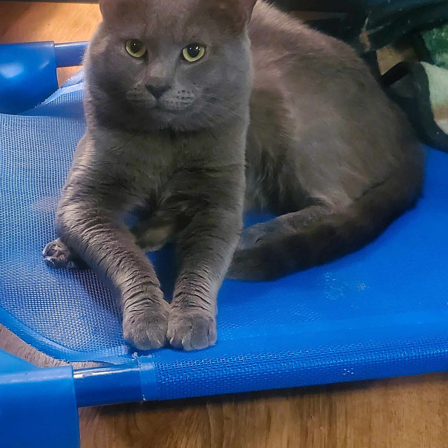 Diesel