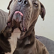 Novak a rejoint le concours — aidez-le/la à gagner de superbes lots ! animal, brown_fur, canine, close_up, companion, couch, cozy, dog, furniture, home, indoor, large_dog, looking_up, paw, pet, portrait, relaxed, resting, white_chest, wrinkles