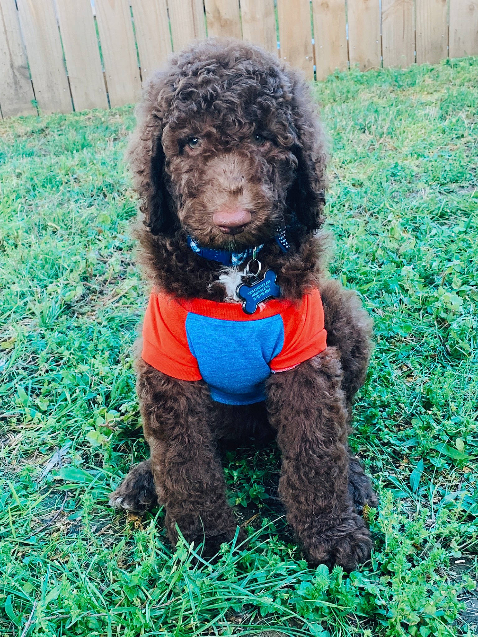 Roman is registered to the contest to win money with this photo: american_water_spaniel, barbet, canidae, carnivore, cockapoo, companion_dog, dog, dog_breed, goldendoodle, irish_water_spaniel, labradoodle, mammal, miniature_poodle, poodle, spanish_water_dog, sporting_group, standard_poodle, toy_poodle, vertebrate, water_dog