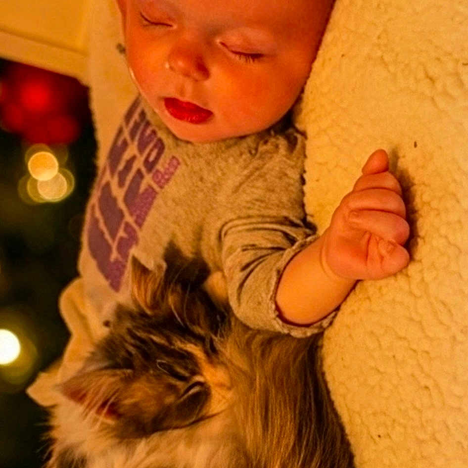 Aviya joined the competition — help win amazing prizes! animal, baby, blanket, bokeh, cat, child, comfort, cozy, cuddle, cute, feline, fluffy, indoor, peaceful, portrait, resting, sleeping, soft_texture, toddler, warm_lighting