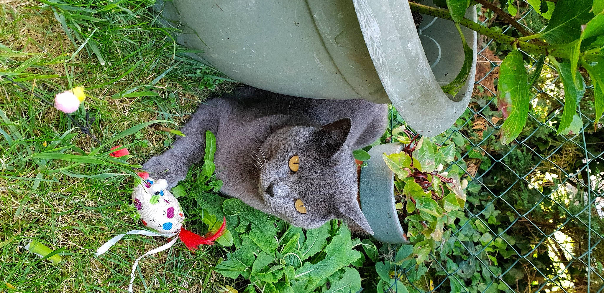 Nana Des Baux Claous