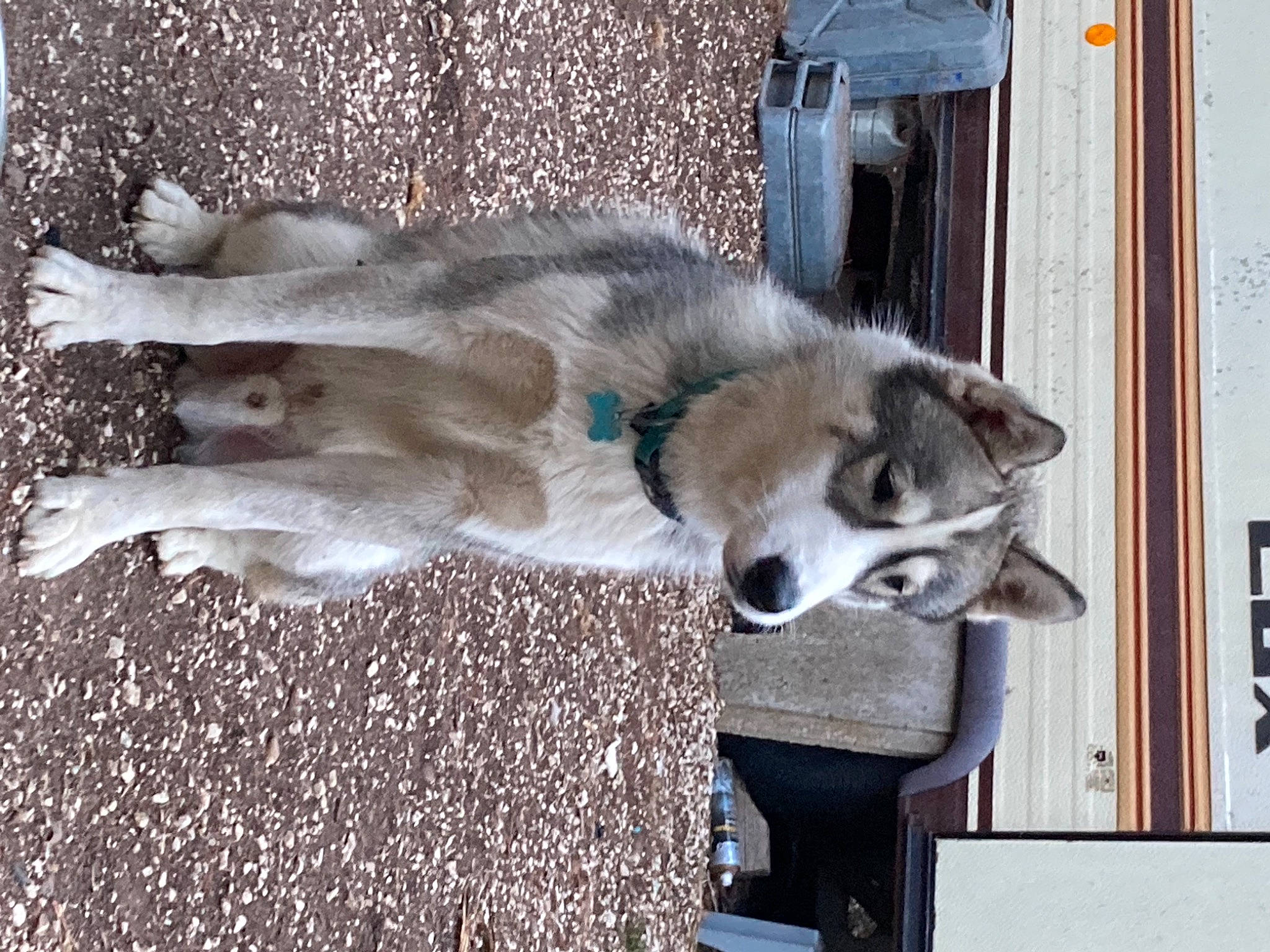 Hiros participe au concours pour gagner de l'argent avec cette photo : ancient_dog_breeds, canidae, canis, carnivore, companion_dog, dog, dog_breed, grey, siberian_husky, sled_dog, snout, sporting_group, terrestrial_animal, wolf, working_animal, working_dog