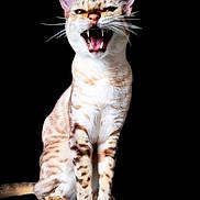 Peppino participe au concours pour gagner de l'argent avec cette photo : cat, animal, pet, feline, whiskers, teeth, mouth_open, sitting, striped, fur, ears, claws, indoor, portrait, black_background, closeup, alert, cute, expression, domestic_cat