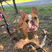 Kylie is registered to the contest to win money with this photo: animal, brown, canine, cute, dog, ears, eyes, face, french_bulldog, grass, harness, leaves, nature, outdoor, pet, playful, puppy, snout, white, young