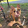 animal, brown, canine, cute, dog, ears, eyes, face, french_bulldog, grass, harness, leaves, nature, outdoor, pet, playful, puppy, snout, white, young