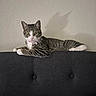 Lady is registered to the contest to win money with this photo: alert, animal, cat, collar, couch, cute, domestic_animal, ears, feline, furniture, indoor, paws, pet, relaxed, resting, shadow, striped, tabby, wall, whiskers