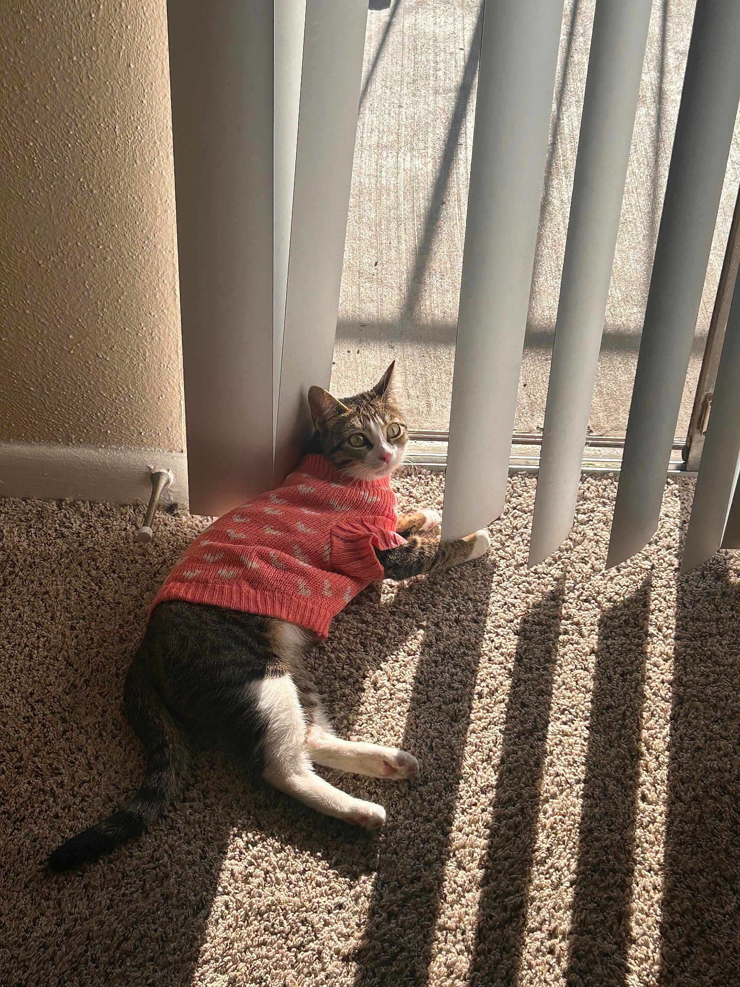 Lady joined the competition — help win amazing prizes! cat, pet, indoor, carpet, sunlight, vertical_blinds, window, shadow, cozy, cute, pink_sweater, tabby, white_paws, relaxed, feline, animal, domestic, resting, warm_light, home