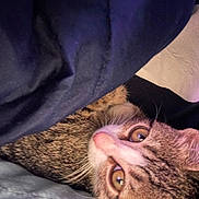 Lady is registered to the contest to win money with this photo: cat, tabby, pet, animal, close_up, fur, whiskers, eyes, indoor, blanket, cozy, resting, cute, curious, soft_lighting, face, head, lying_down, domestic_cat, feline