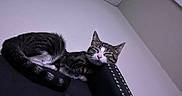 Lady is registered to the contest to win money with this photo: animal, cat, ceiling, cozy, cute, domestic, ear, furniture, home, indoor, nose, perched, pet, relaxed, resting, sleeping, tabby, tail, wall, whiskers