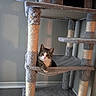 Lady joined the competition — help win amazing prizes! animal, cat, cat_tree, cozy, curious, cute, ears, floor, furniture, gray, hammock, household, indoor, looking_at_camera, pet, relaxed, scratching_post, tabby_cat, wall, whiskers