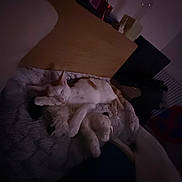 Aslan a rejoint le concours — aidez-le/la à gagner de superbes lots ! animal, bed, blanket, cat, cozy, cute, dim_light, feline, fur, home, indoor, night, peaceful, pet, plush_toy, quiet, relaxing, resting, sleeping, soft