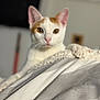 Aslan participe au concours pour gagner de l'argent avec cette photo : animal, blanket, cat, closeup, comfort, cozy, curious, cute, domestic_animal, feline, home, indoor, looking, orange_patches, paw, pet, portrait, relaxed, soft_focus, white_cat
