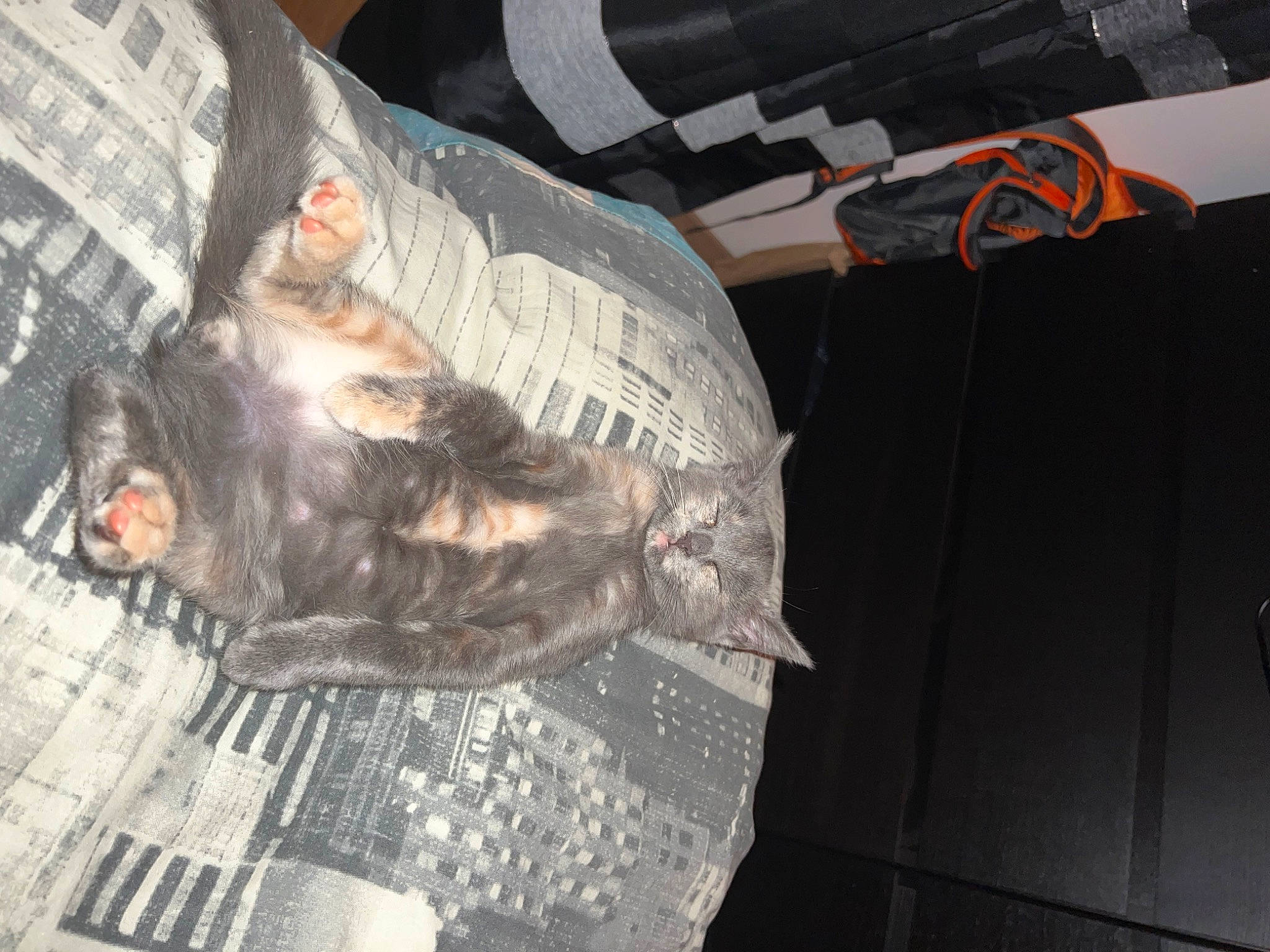 Tequila participe au concours pour gagner de l'argent avec cette photo : auto_part, canidae, carnivore, cat, dog_breed, domestic_short_haired_cat, felidae, fish, flesh, fur, grey, pattern, sleeve, small_to_medium_sized_cats, snout, sporting_group, t_shirt, tail, whiskers