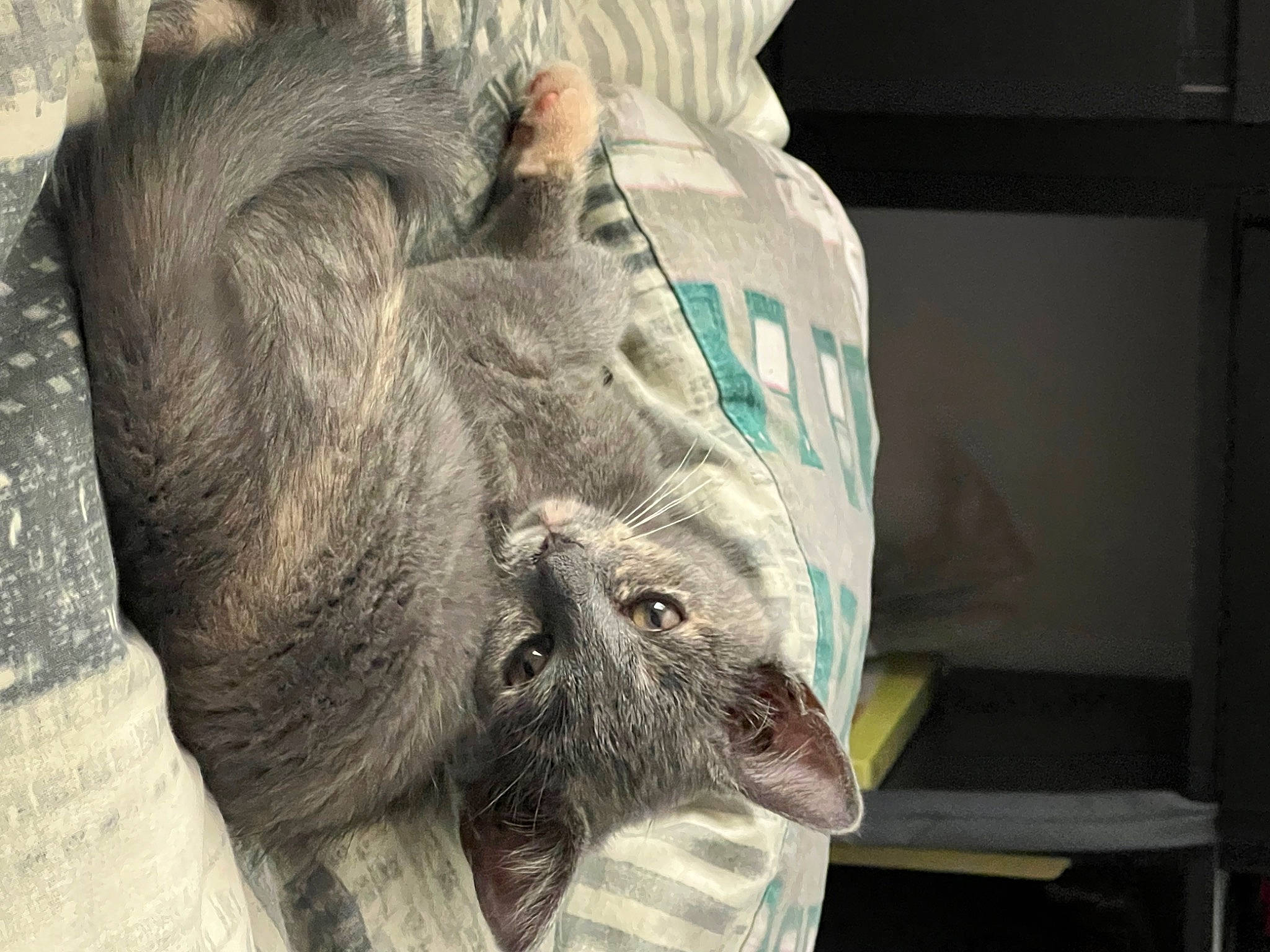 Tequila participe au concours pour gagner de l'argent avec cette photo : canidae, carnivore, cat, claw, comfort, domestic_short_haired_cat, felidae, fur, grey, mammal, natural_material, paw, primate, small_to_medium_sized_cats, snout, sporting_group, terrestrial_animal, whiskers, working_animal, wrinkle