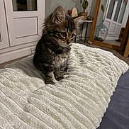 Nala a rejoint le concours — aidez-le/la à gagner de superbes lots ! kitten, cat, pet, indoor, blanket, fur, cute, small, animal, furniture, decor, cozy, curious, soft, texture, domestic, whiskers, ears, sitting, young