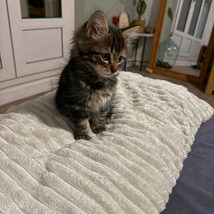 Nala a rejoint le concours — aidez-le/la à gagner de superbes lots ! animal, blanket, cat, cozy, curious, cute, decor, domestic, ears, fur, furniture, indoor, kitten, pet, sitting, small, soft, texture, whiskers, young