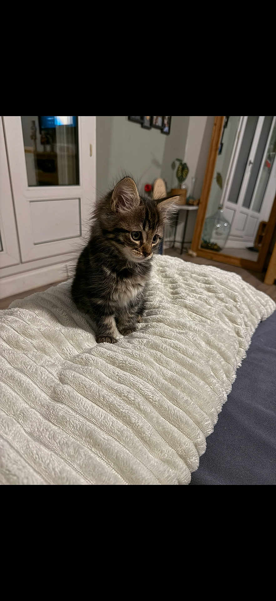 Nala a rejoint le concours — aidez-le/la à gagner de superbes lots ! kitten, cat, pet, indoor, blanket, fur, cute, small, animal, furniture, decor, cozy, curious, soft, texture, domestic, whiskers, ears, sitting, young