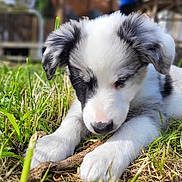 Aïko participe au concours pour gagner de l'argent avec cette photo : adorable, animal, black_and_white, canine, close_up, cute, daylight, dog, fur, grass, nature, outdoor, paw, pet, playing, puppy, relaxed, snout, stick, young
