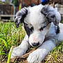 adorable, animal, black_and_white, canine, close_up, cute, daylight, dog, fur, grass, nature, outdoor, paw, pet, playing, puppy, relaxed, snout, stick, young