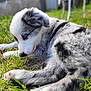 Aïko participe au concours pour gagner de l'argent avec cette photo : animal, black, blurred_background, closeup, cute, dog, fur, grass, gray, lying_down, nature, nose, outdoor, paw, peaceful, pet, puppy, sniffing, white, young