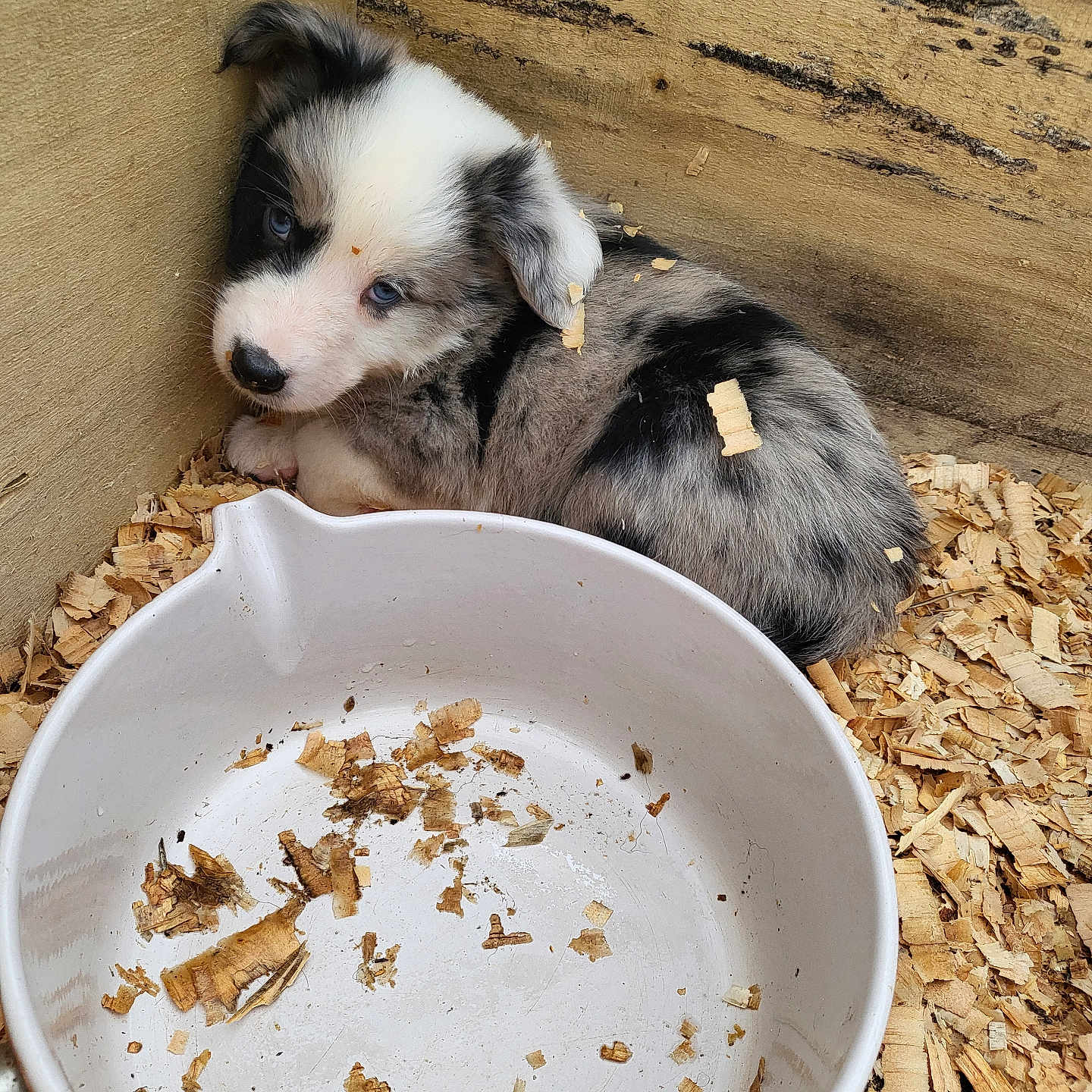 Aïko participe au concours pour gagner de l'argent avec cette photo : animal, black_and_white_fur, blue_eyes, bowl, close_up, curled_up, cute, dog, empty_bowl, floor, fur, indoor, looking_up, messy, pet, puppy, small, wood_shavings, wooden_corner, young_dog