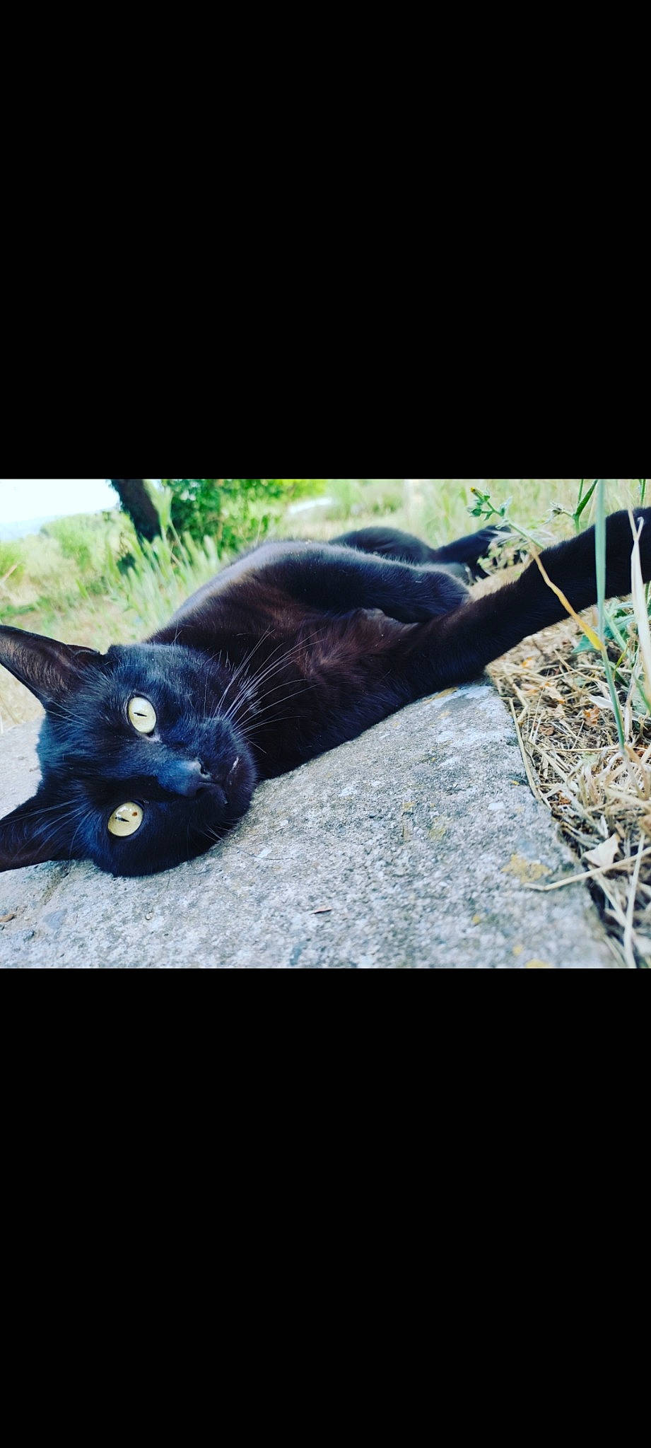 Smok a rejoint le concours — aidez-le/la à gagner de superbes lots ! black_cat, bombay, carnivore, cat, claw, domestic_short_haired_cat, electric_blue, felidae, fur, grass, paw, photo_caption, plant, small_to_medium_sized_cats, snout, tail, terrestrial_animal, tree, whiskers