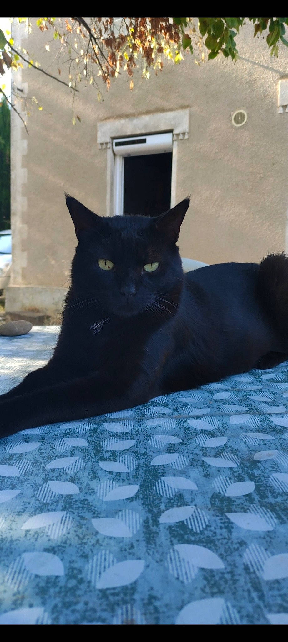 Smok participe au concours pour gagner de l'argent avec cette photo : black_cat, bombay, carnivore, cat, domestic_short_haired_cat, electric_blue, felidae, fur, grey, pattern, road_surface, shadow, sitting, small_to_medium_sized_cats, snout, tail, tints_and_shades, tree, whiskers, window