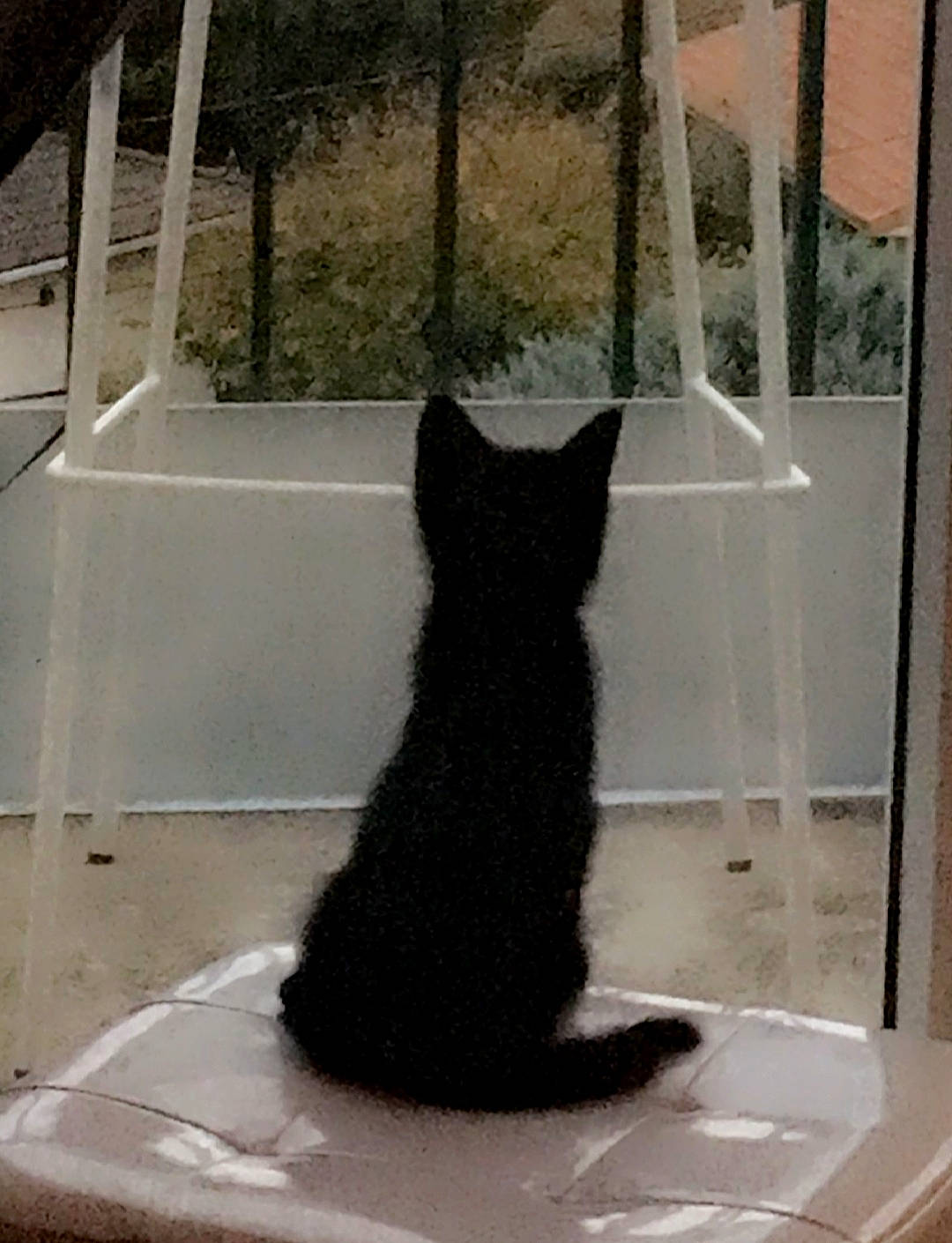 Smok participe au concours pour gagner de l'argent avec cette photo : black_cat, carnivore, cat, cat_supply, domestic_short_haired_cat, felidae, fixture, fur, glass, grey, pet_supply, plant, shade, shadow, small_to_medium_sized_cats, snout, tail, tints_and_shades, whiskers, window