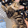 kitten, tabby, cat, pet, feline, striped, animal, cute, young, indoor, couch, blanket, relaxed, fur, whiskers, ears, paw, looking, resting, domestic