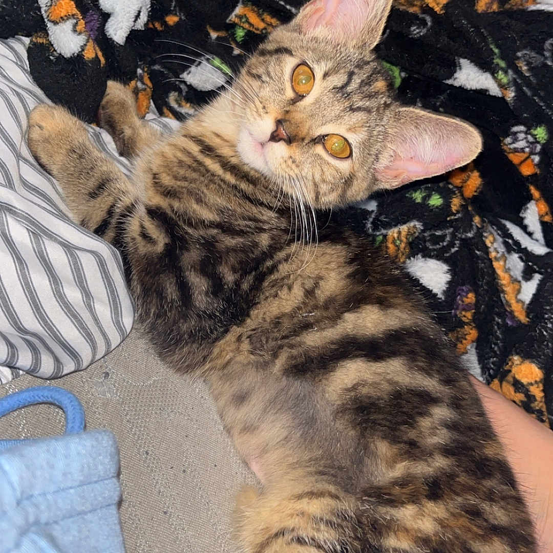 Emme is registered to the contest to win money with this photo: animal, blanket, cat, couch, cute, domestic, ears, feline, fur, indoor, kitten, looking, paw, pet, relaxed, resting, striped, tabby, whiskers, young