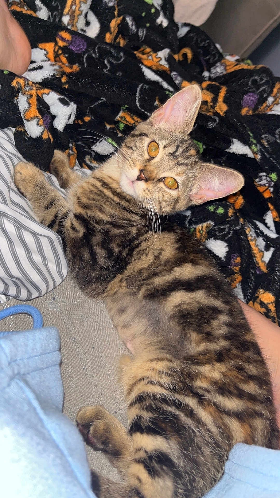 Emme is registered to the contest to win money with this photo: kitten, tabby, cat, pet, feline, striped, animal, cute, young, indoor, couch, blanket, relaxed, fur, whiskers, ears, paw, looking, resting, domestic