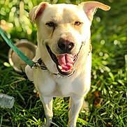 Ghost joined the competition — help win amazing prizes! dog, outdoor, grass, leash, sunlight, happy, pet, canine, tongue_out, collar, smiling, water_bowl, nature, greenery, animal, closeup, daylight, playful, field, footwear
